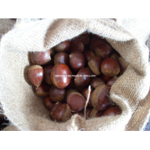 New Harvest Fresh Chestnut (# 40-50)